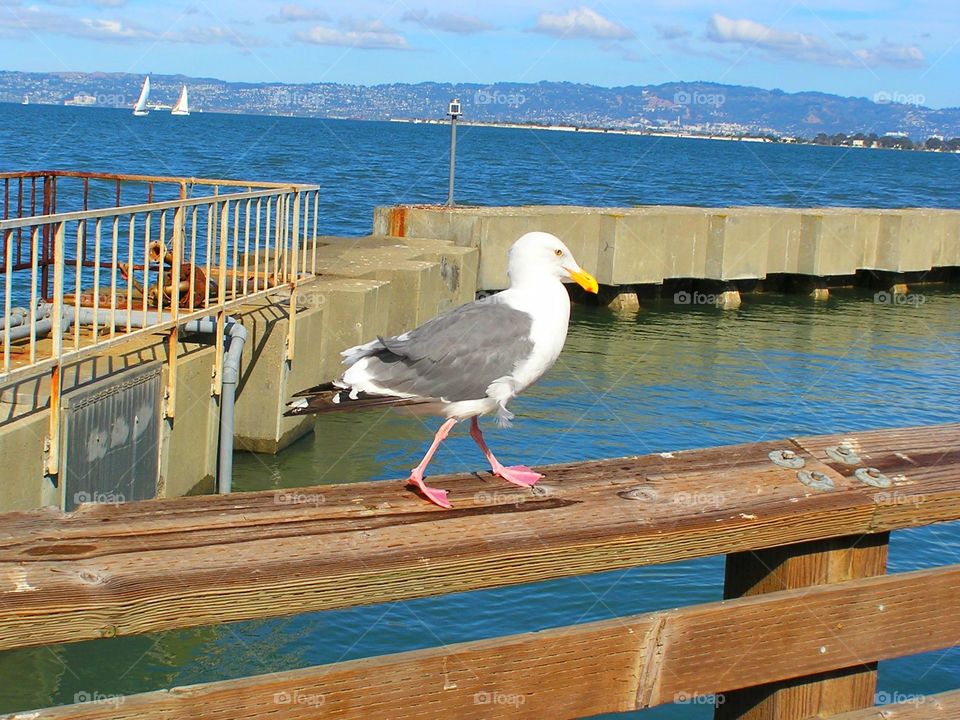 Chillin. This was not afraid of people