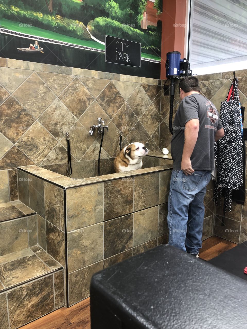 Bulldog At the dog wash station at Pet Valu  pet store ready for his bath 