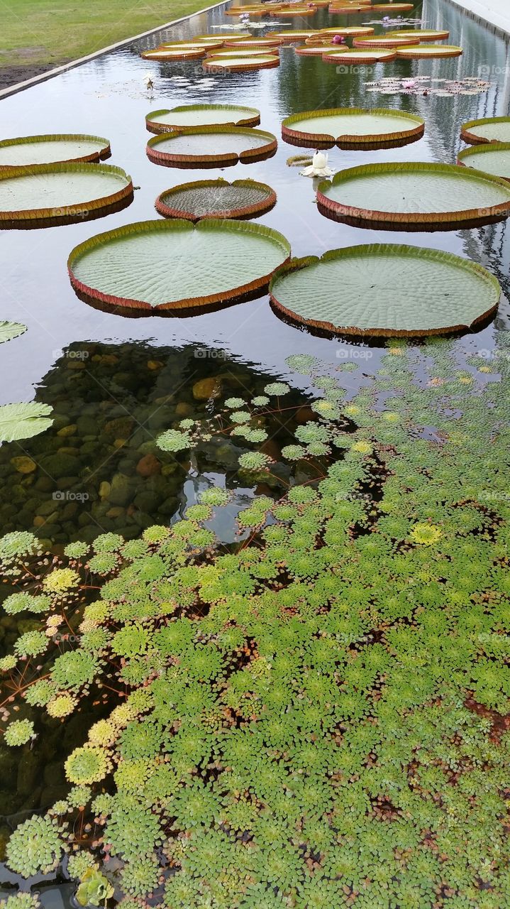 giant lily pad