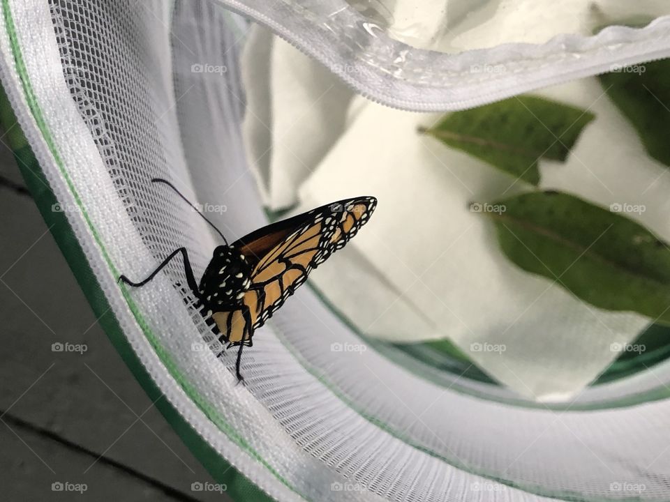 Painter lady in a net