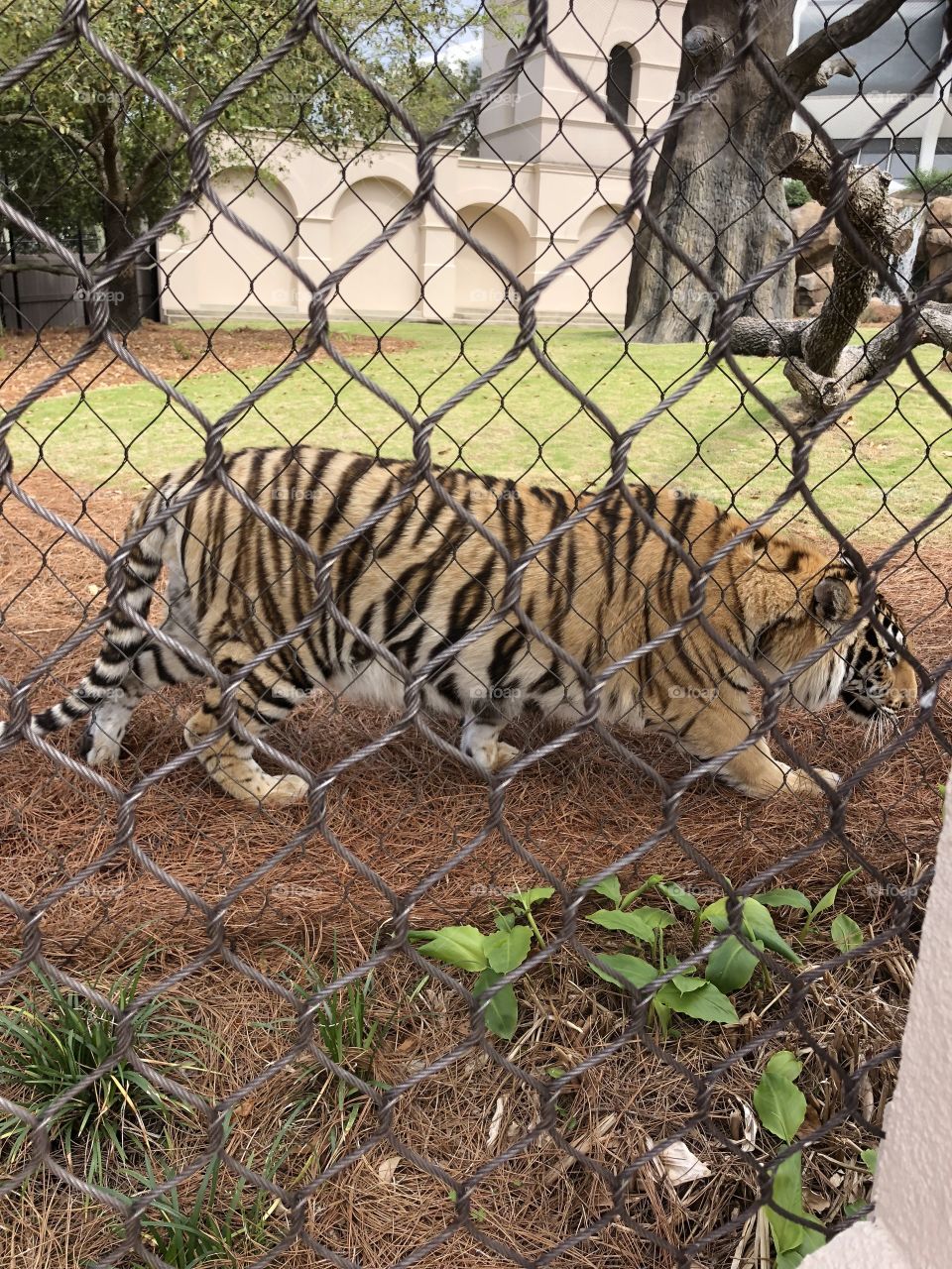 Mike the tiger - LSU mascot
