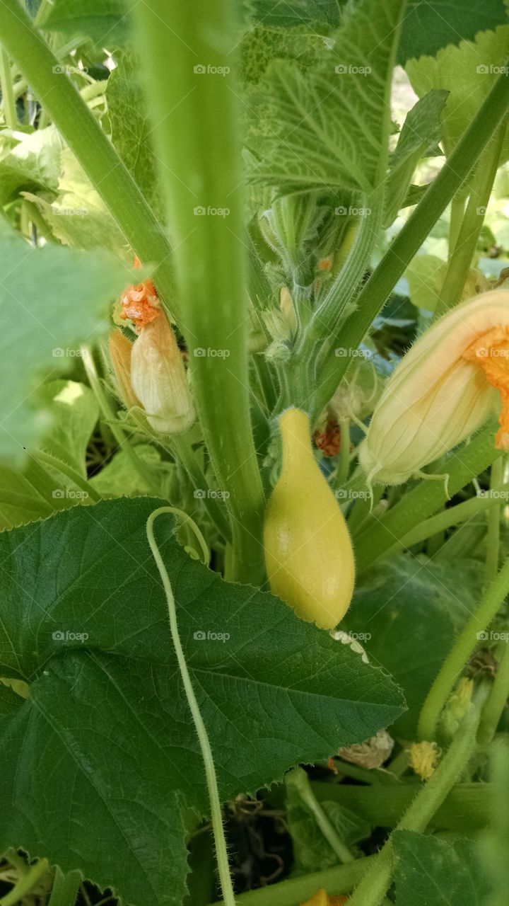 Squash. A young crookneck squash in my garden