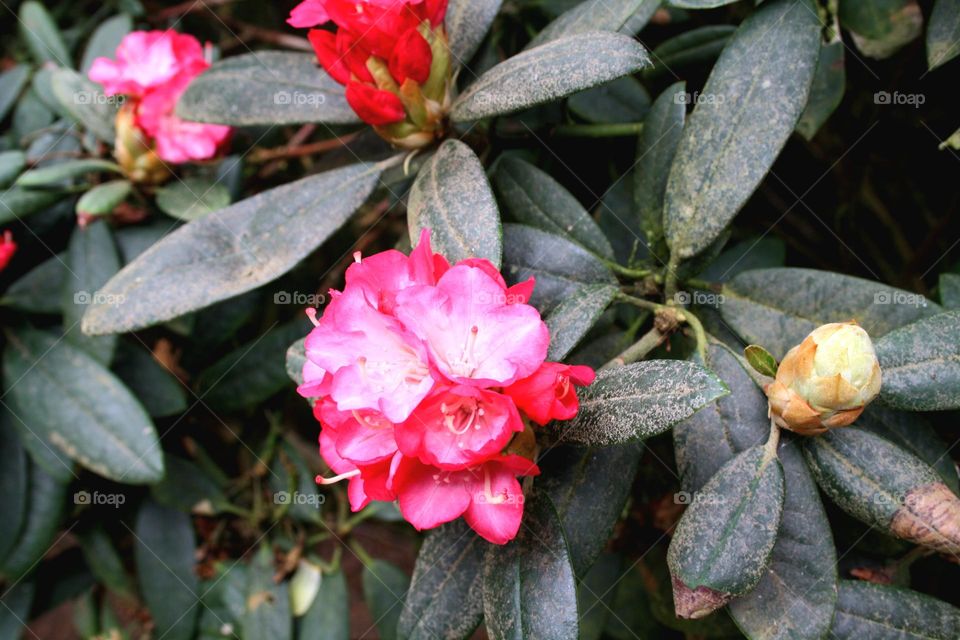 beautiful floral splendor