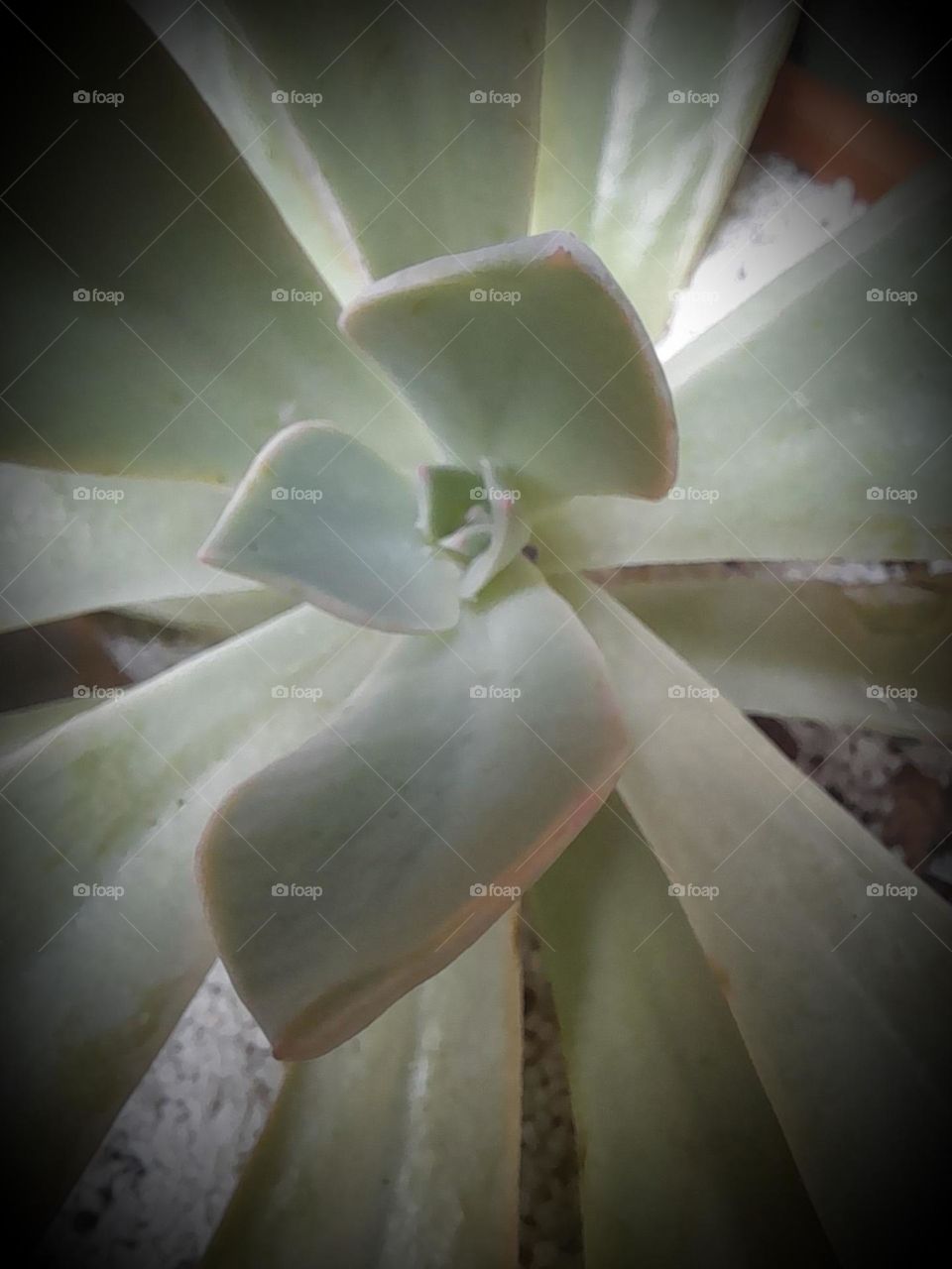 echeveria