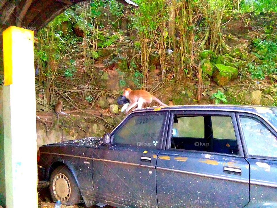 typical monkey, monkey business