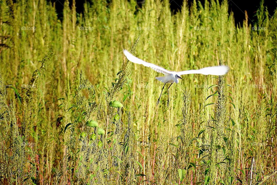Snowy white egret in a field of yellow.