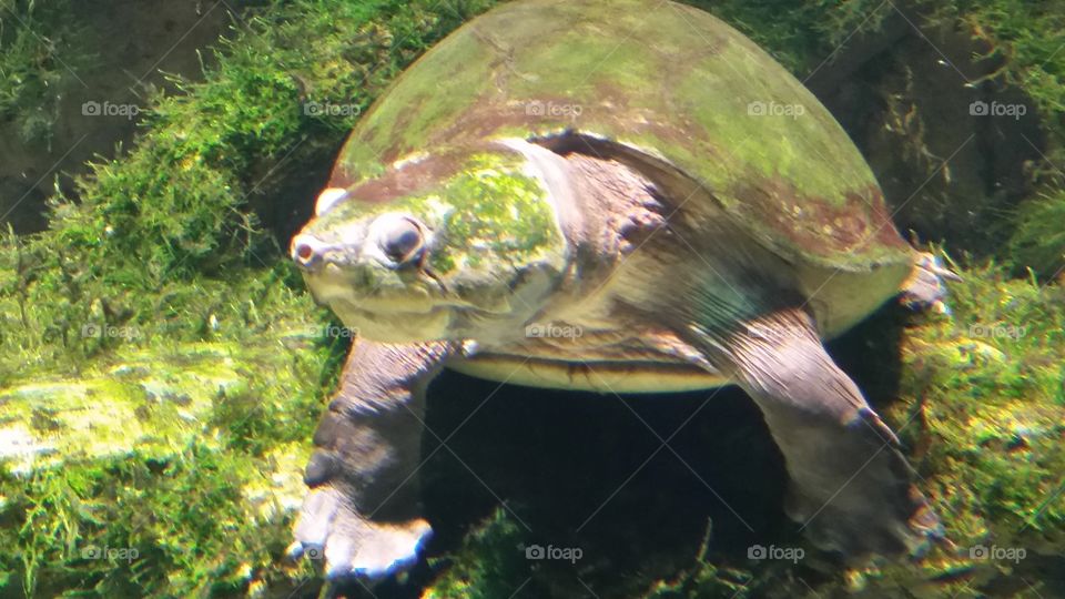Turtle