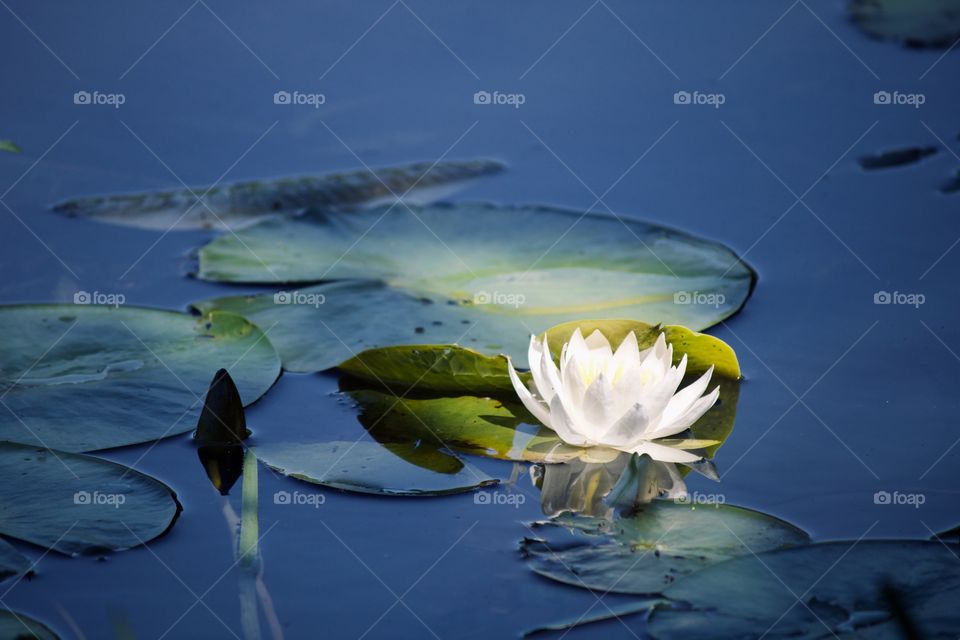 Morning sunrise highlighting lotus