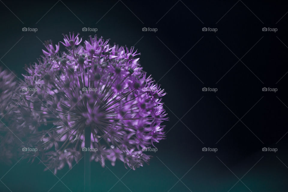 Close-up of a gorgeous flower