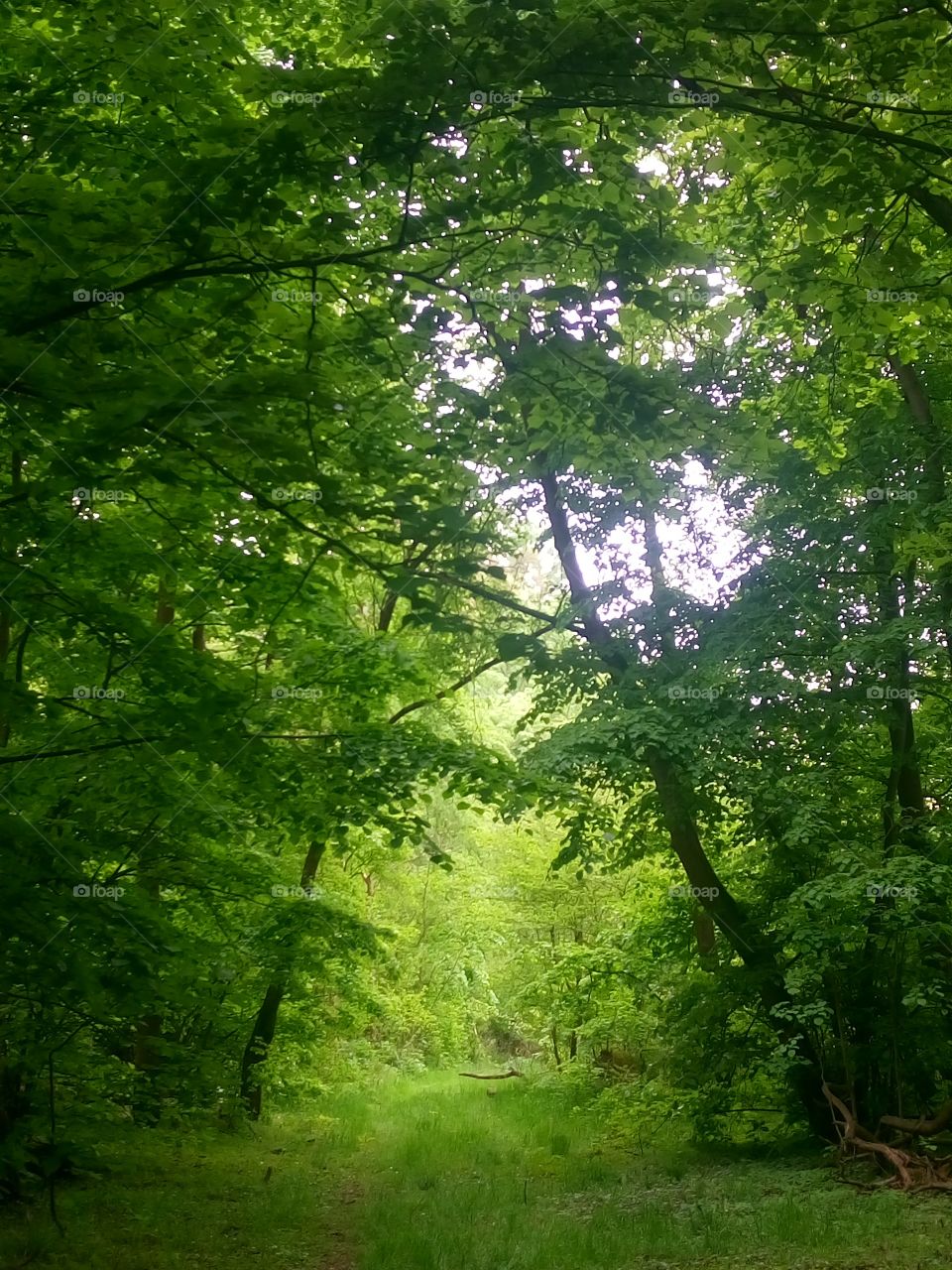 polish nature | all green, , fresh spring colors