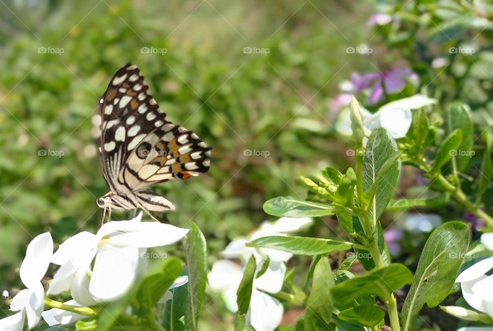 butterfly on flower photo for wallpaper