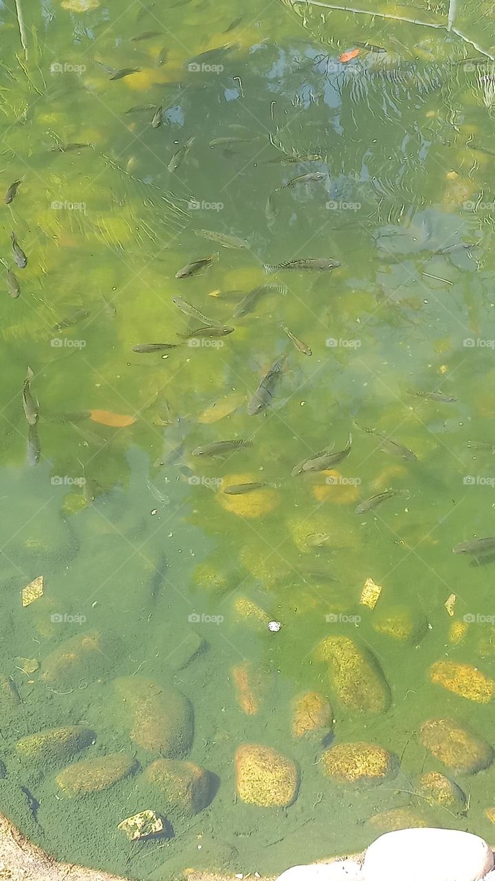 peixes no lago verde