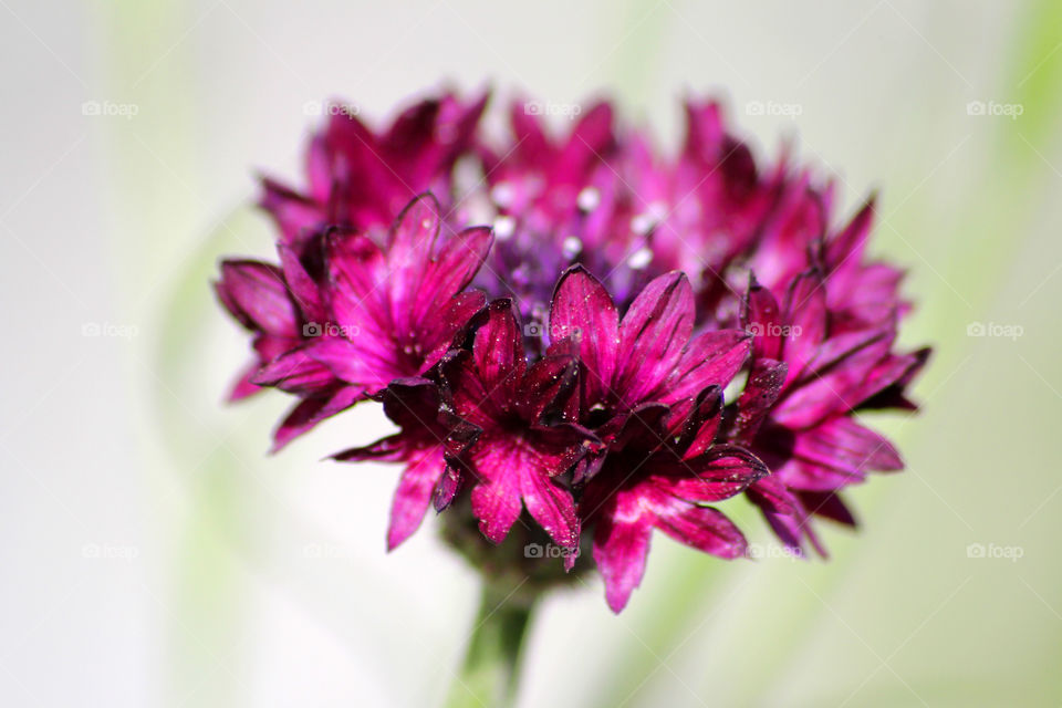 Cornflower, field flower, meadow flower, flower