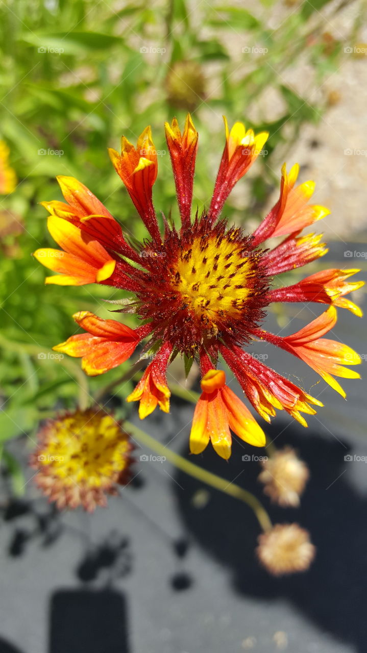 Arizona sun Gaillardia flower full summer bloom bright orange and yellow