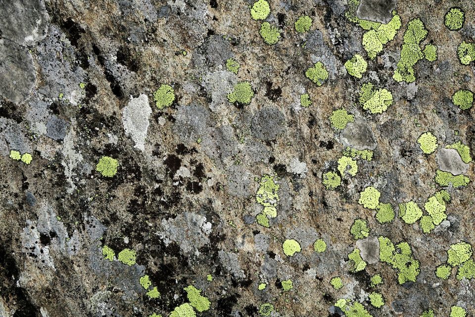 green lichen on rock. background