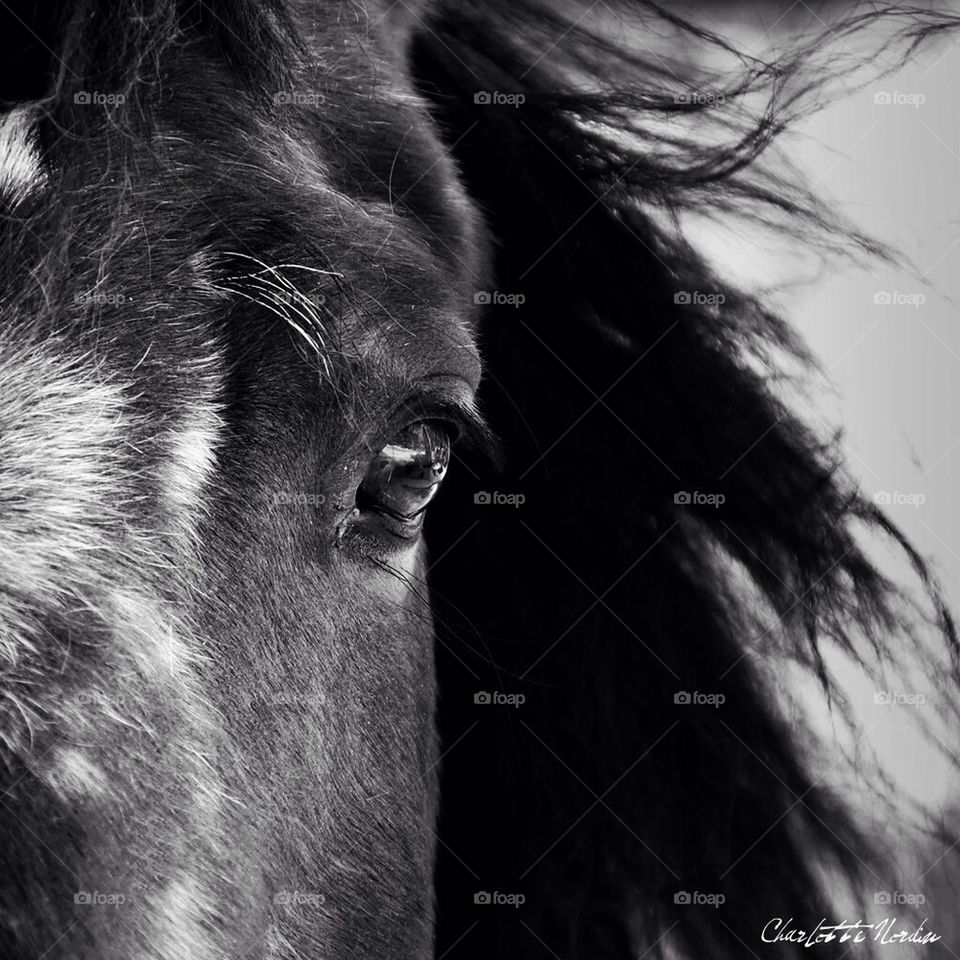 eye blackandwhite horse beautiful by c_nord
