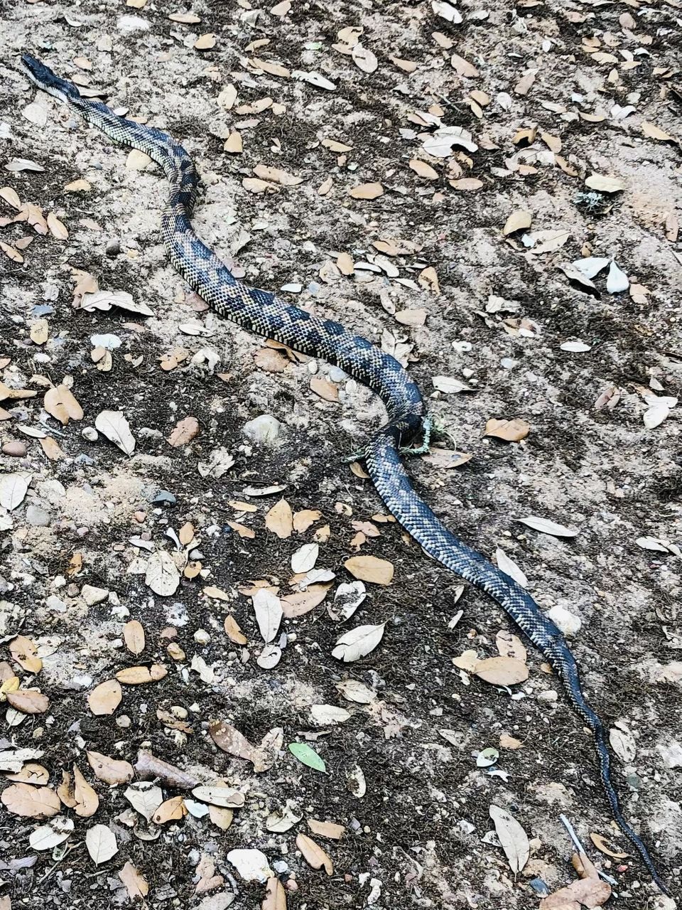 Found the mama to the baby rat snake I posted a few weeks ago. She wasn’t happy to see me either! And she was FIVE long and thankfully going the others way!