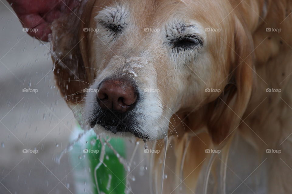 bathtime with a green hose!