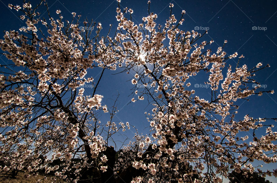 Low angle view of tree branch at night