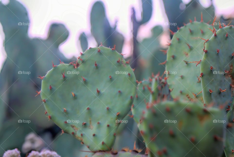 heart cactus