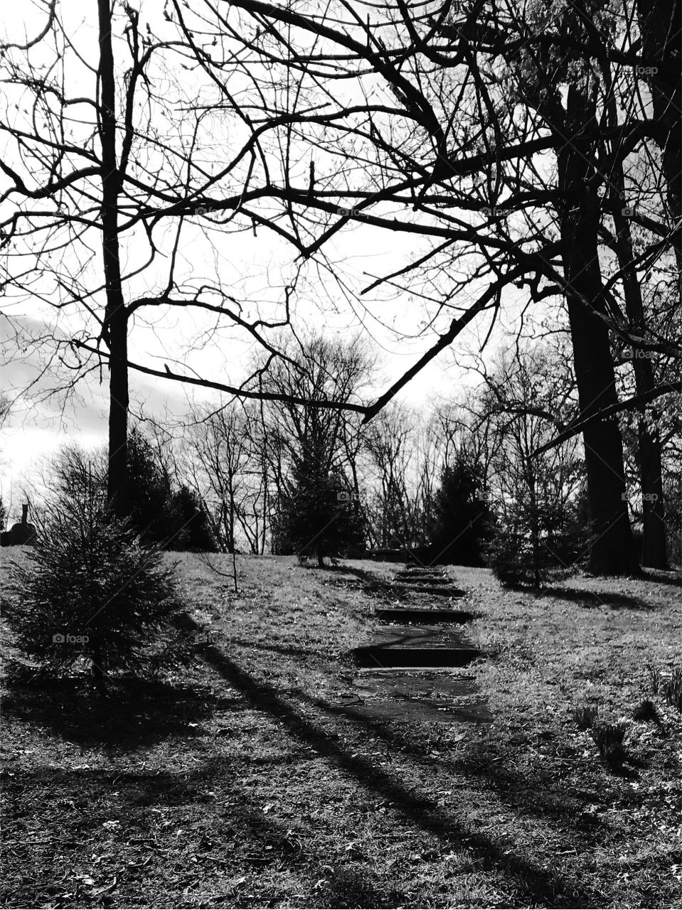 Monochrome nature path
