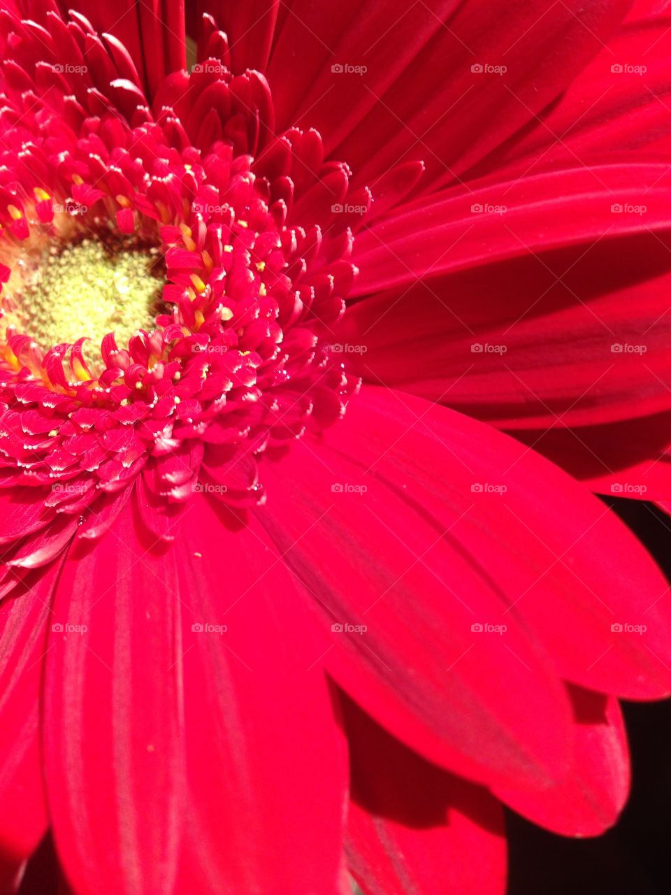 Red flower
