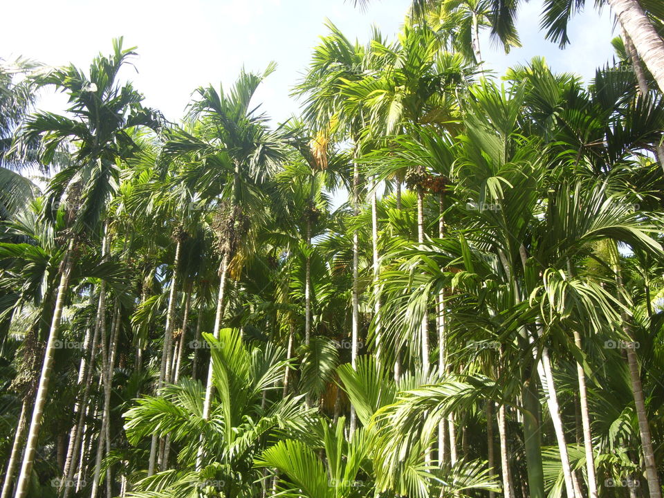 Tropical, Palm, Coconut, Exotic, Leaf