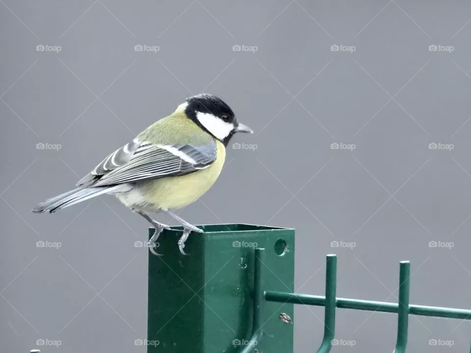 🐦