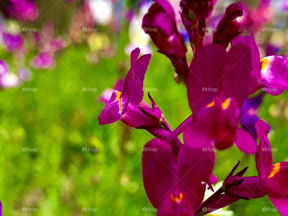 A pink mini-snapdragon 😍