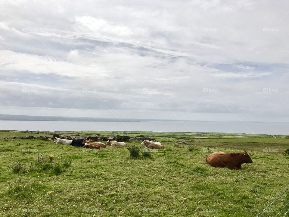Ireland pasture