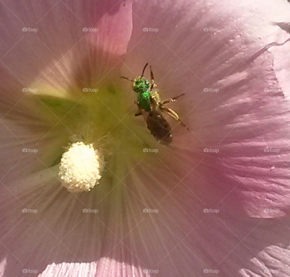 Macro shot of honey bee on flower