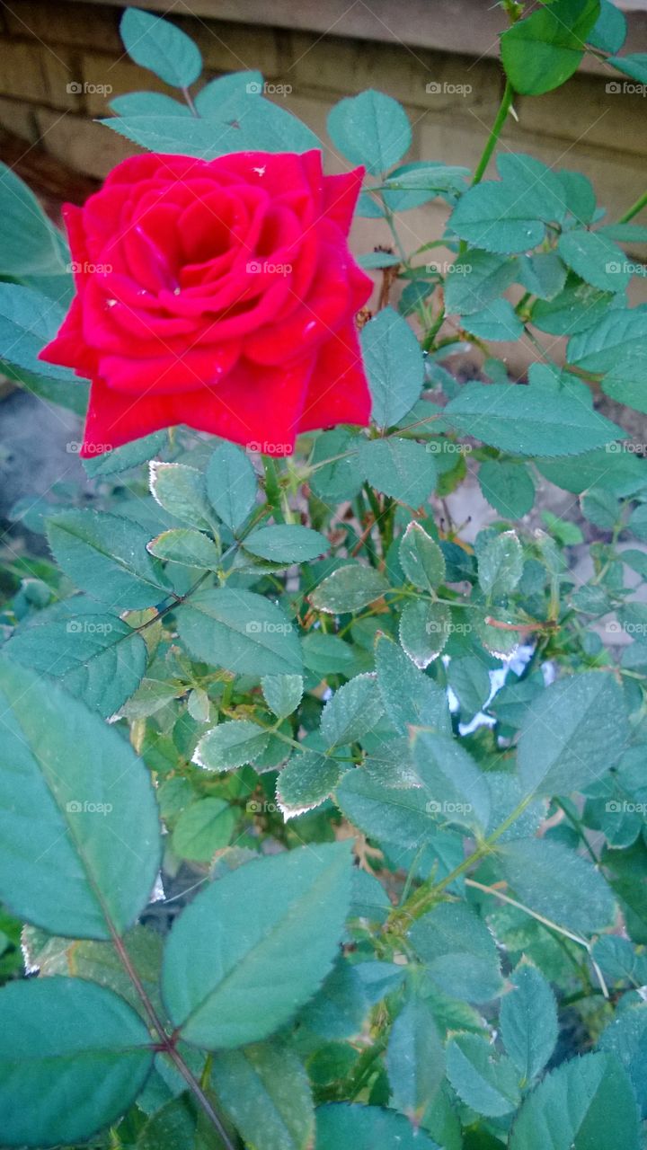 Red rose resembles Love, a flower from the heart.