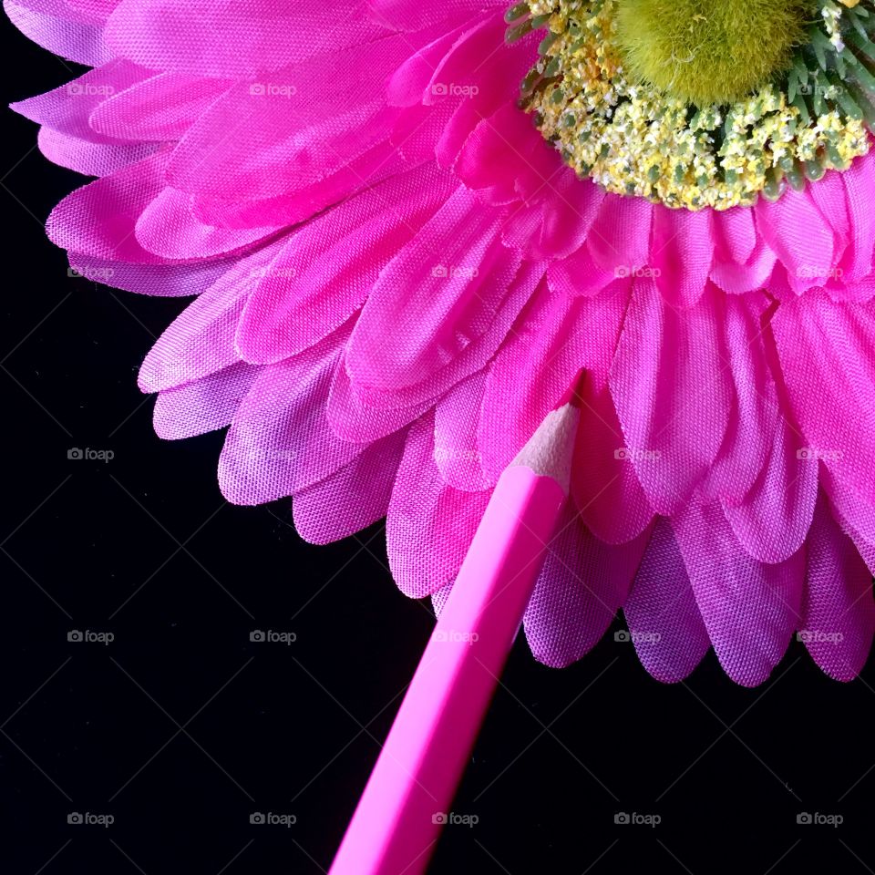 This picture represents a contraste between black and pink . The colours are bright and it's shot with macro method to see every detail .