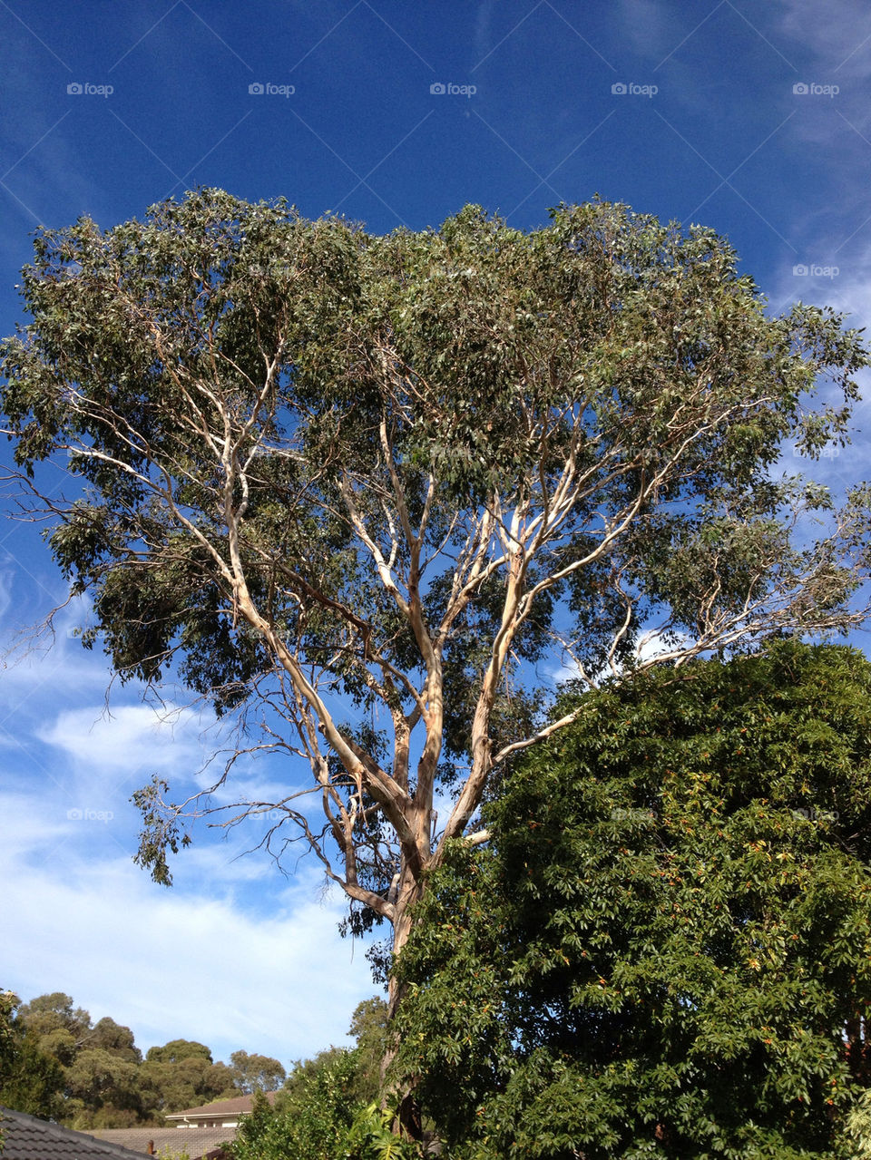 sky blue trees australia by eaglezx