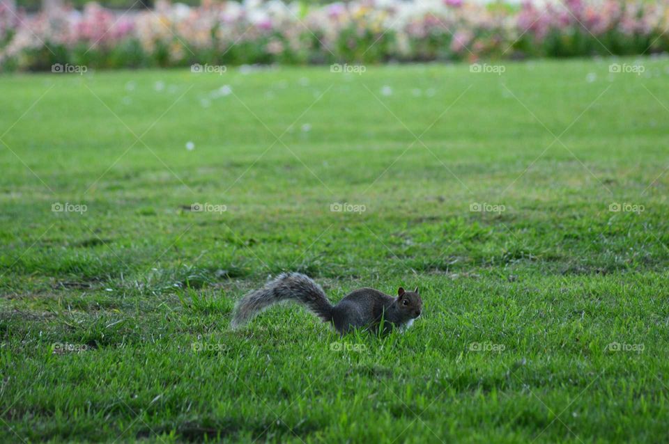 Sneaking gray squireel