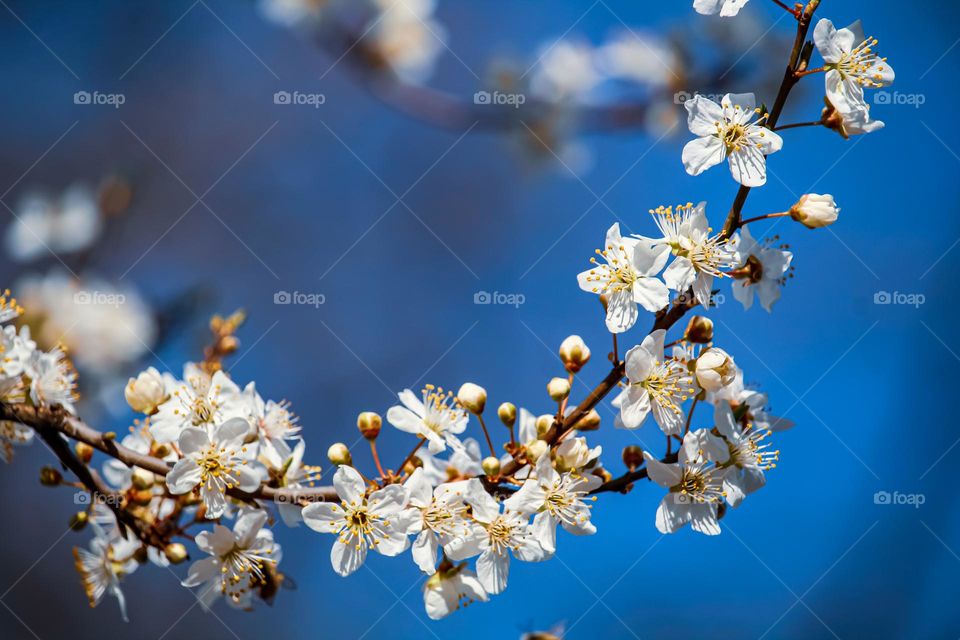 Spring white flowers