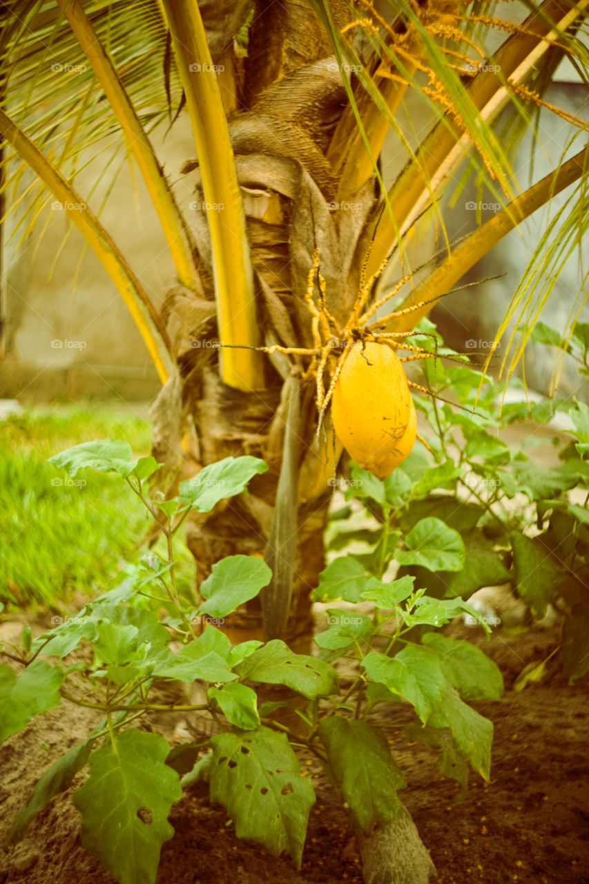 coconut tree in Tanzania
