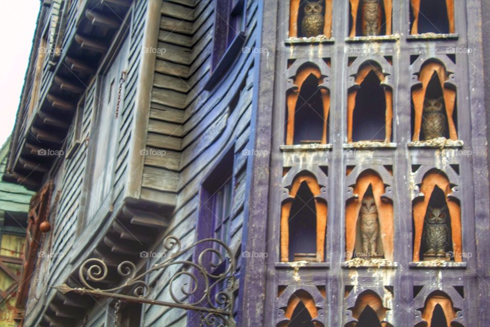 Owls at Harry Potter world