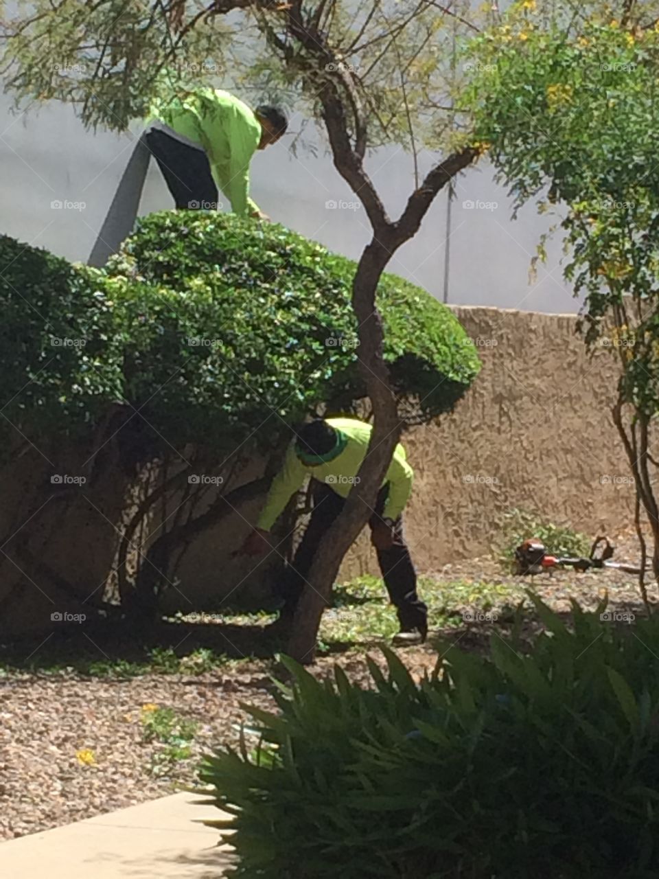 Trimming the bush