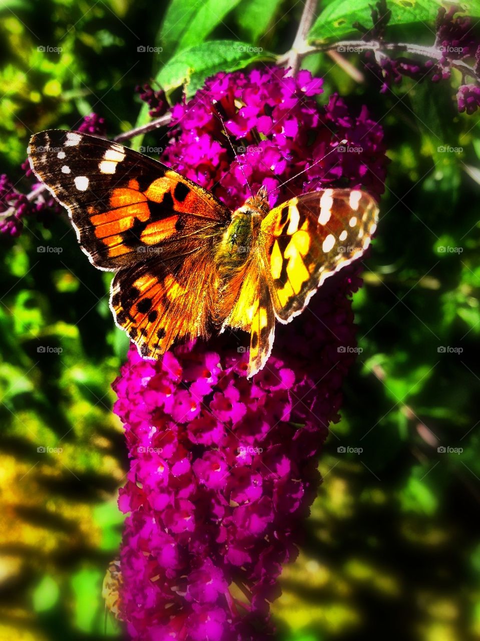 Butterfly in the end of the Summer