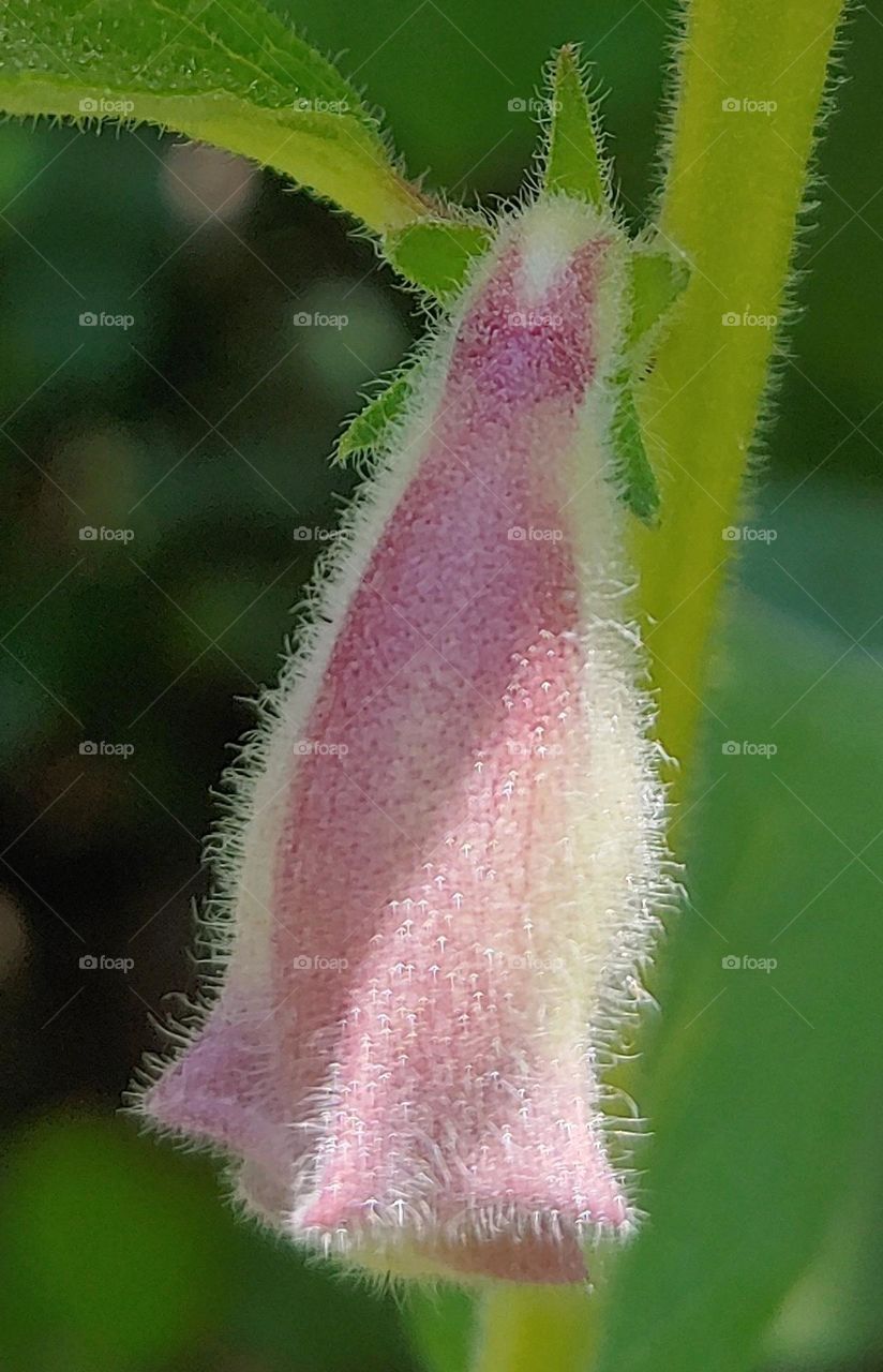 bud of leech captured