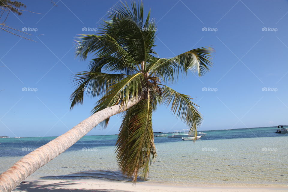 Rest, photo day, my photos, city beach childhood, life Sand, sea, beach, palm tree