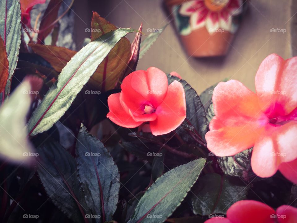 Red flowers