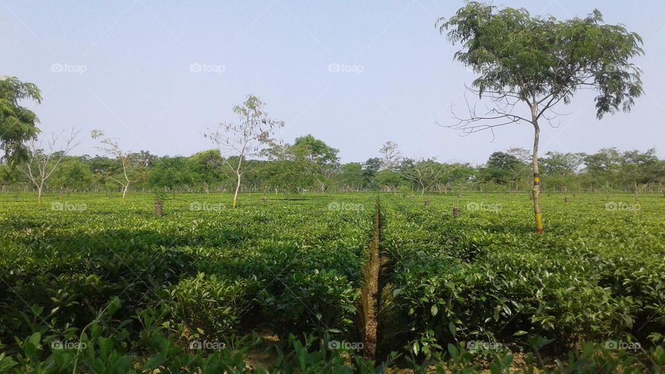 tea garden green tea is famous world wide, famous for its taste
