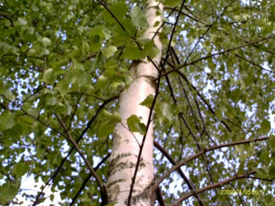 Tree, Nature, Leaf, Flora, Wood