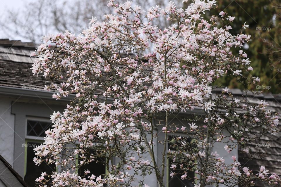 Magnolia tree in spring 