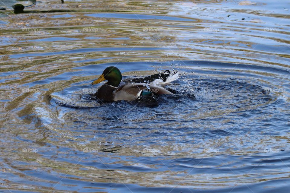 Duck splashing in a pond