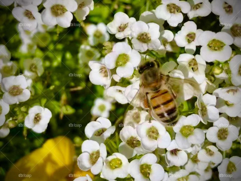 A beautiful honey bee resting on tiny and delicate white flowers, searching for pollen at the bay house in Texas!