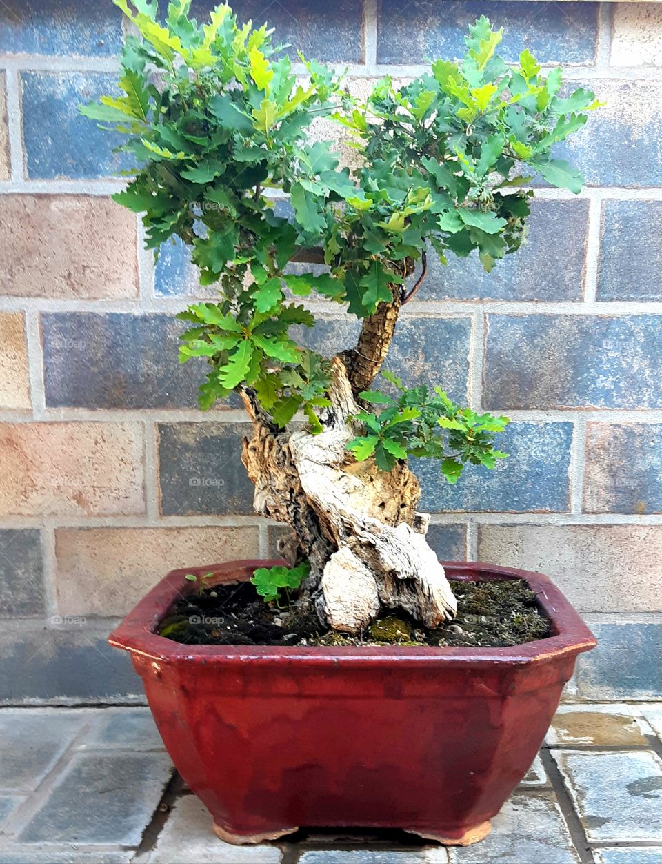 Quercus Bonsai Tanuki Style