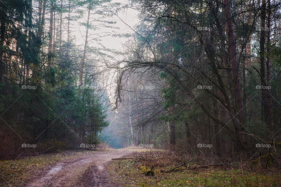 My fantastic forest, misty landscape